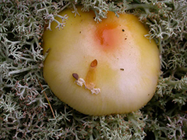 Amanita frostiana: This mature cap has just a few patches of the universal veil on top.